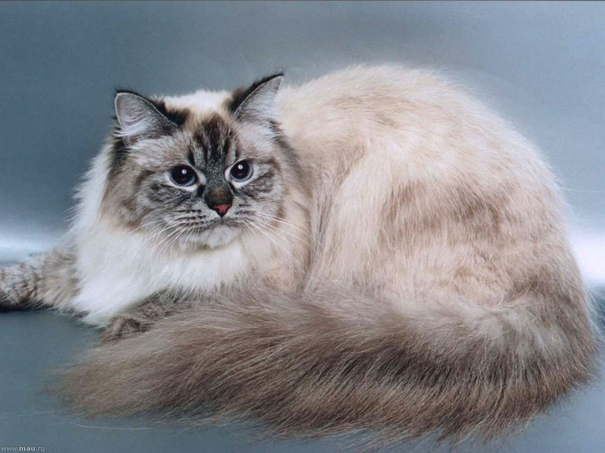 Сибирская маскарадная кошка - 66 фото