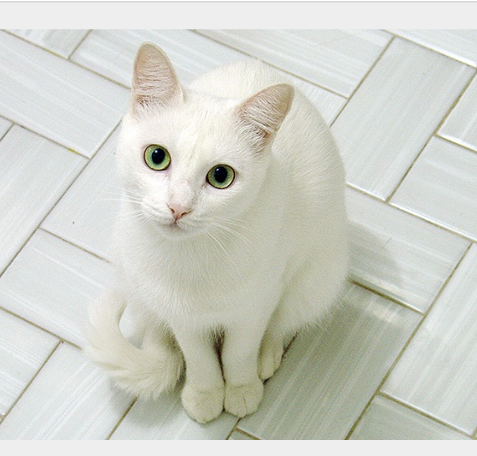 Какая порода белых котов. Ангорская кошка альбинос. Белая ангорская кошка гладкошерстная. Турецкая ангорская кошка короткошерстная. Као мани порода кошек.