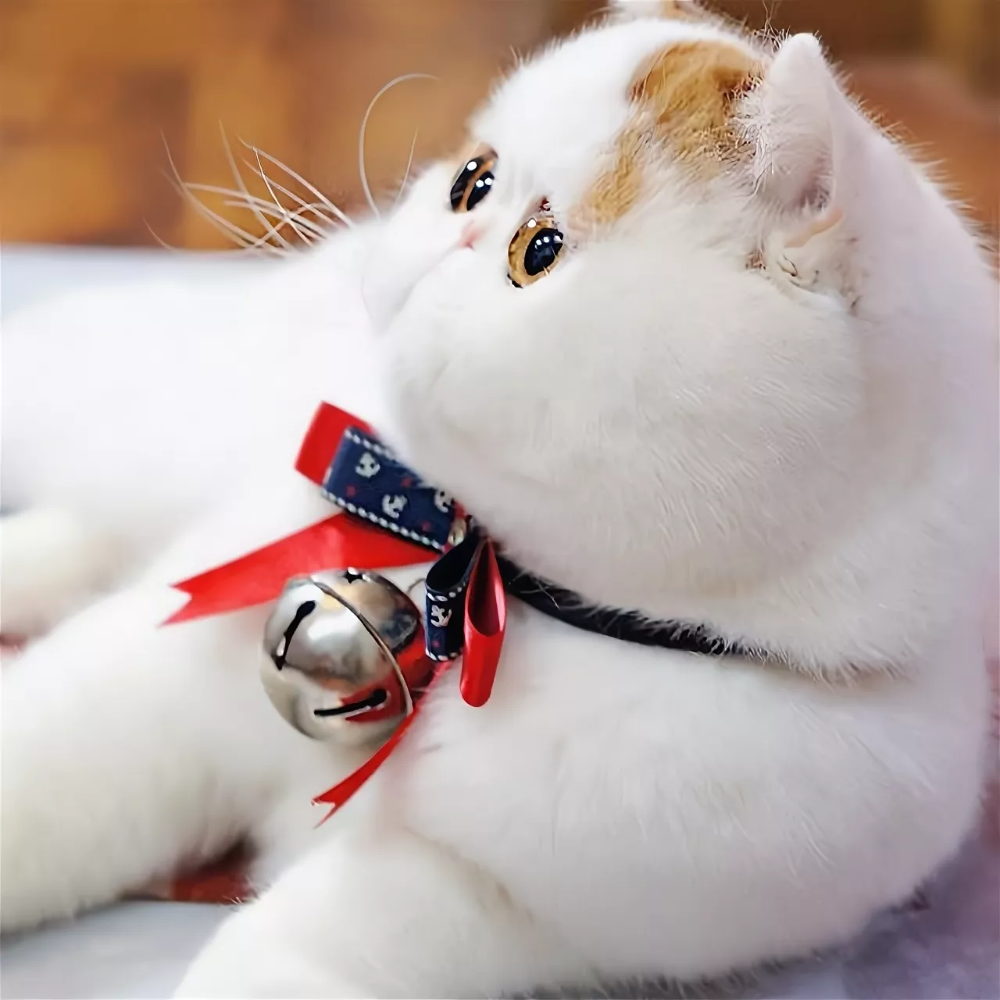 Фотографии японских кошек. Экзот Снупи. Японский кот Snoopy. Коты экзоты Снупи. Японская порода кошек Снупи.