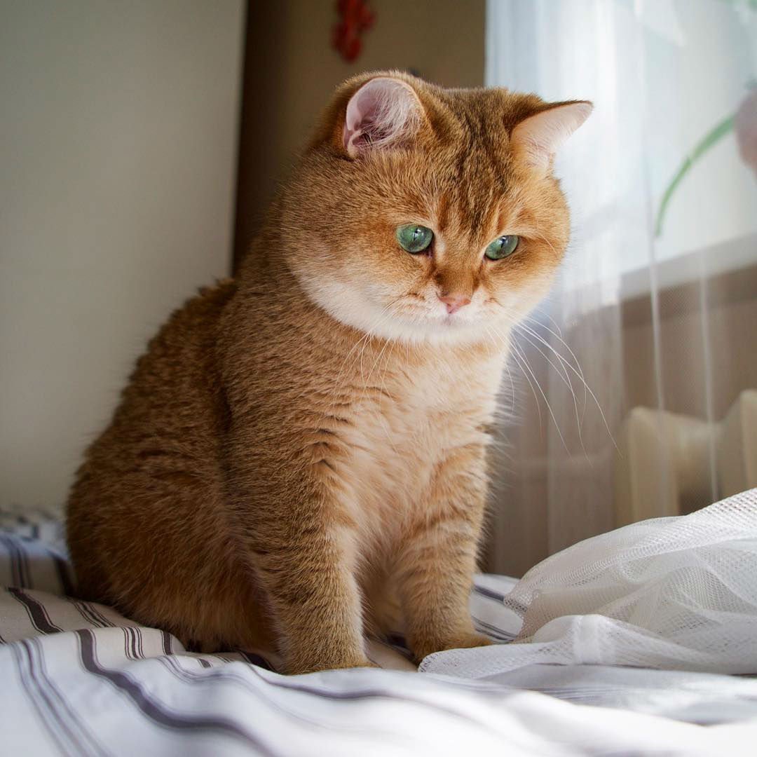Рыжая британская кошка - 62 фото