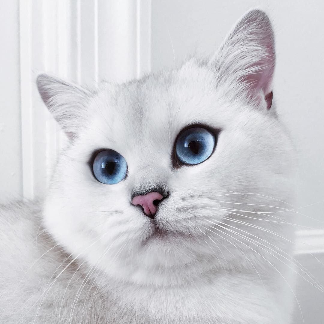 Кошка с голубыми глазами - 59 фото