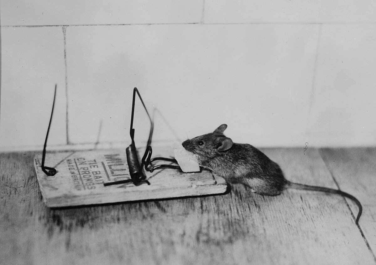Мышь сеть. Мышеловка. Мышка в мышеловке. Мышеловка с мышью. Рисуем мышеловку с мышкой.