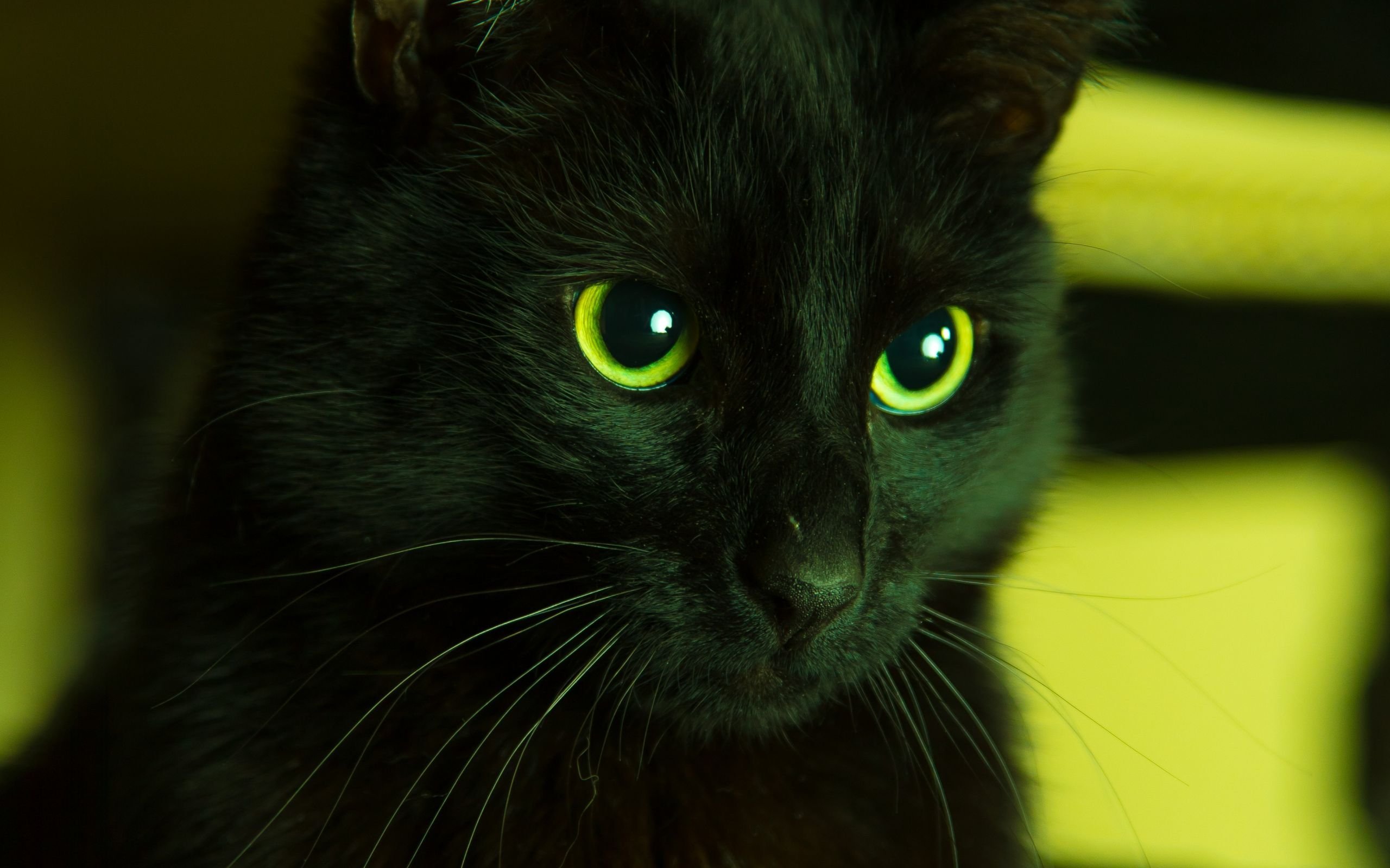 Черные кошки 9. Бомбейская кошка пушистая. Черная Бомбейская кошка с зелеными глазами. Бомбейская кошка с зелеными глазами. Британский короткошерстный кот черный с зелеными глазами.