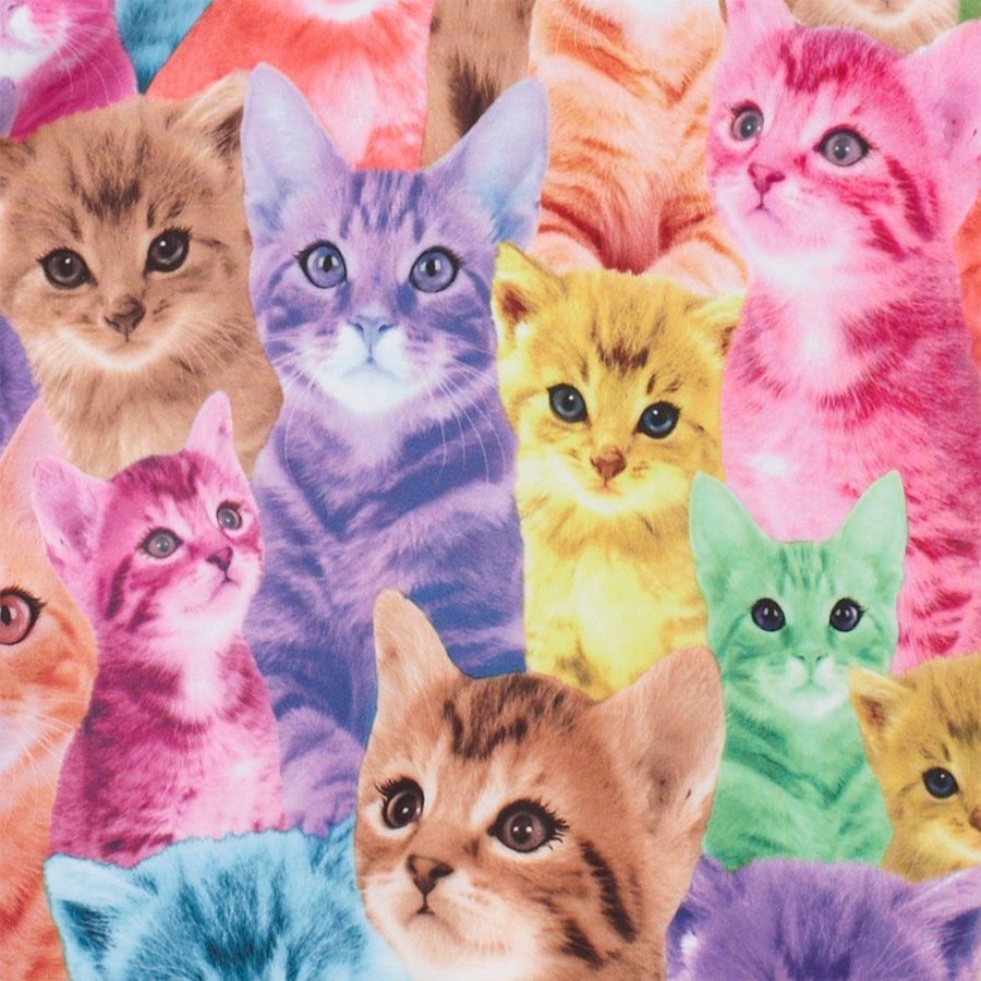 Много кисы. Разноцветные котята. Разноцветная кошка. Милые котики разноцветные. Радужные котята.