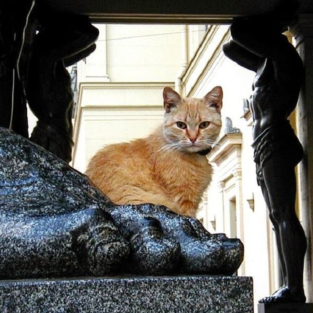 Кот спб. Петербургские эрмитажные коты. Эрмитаж Санкт-Петербург коты. Эрмики коты Эрмитажа.