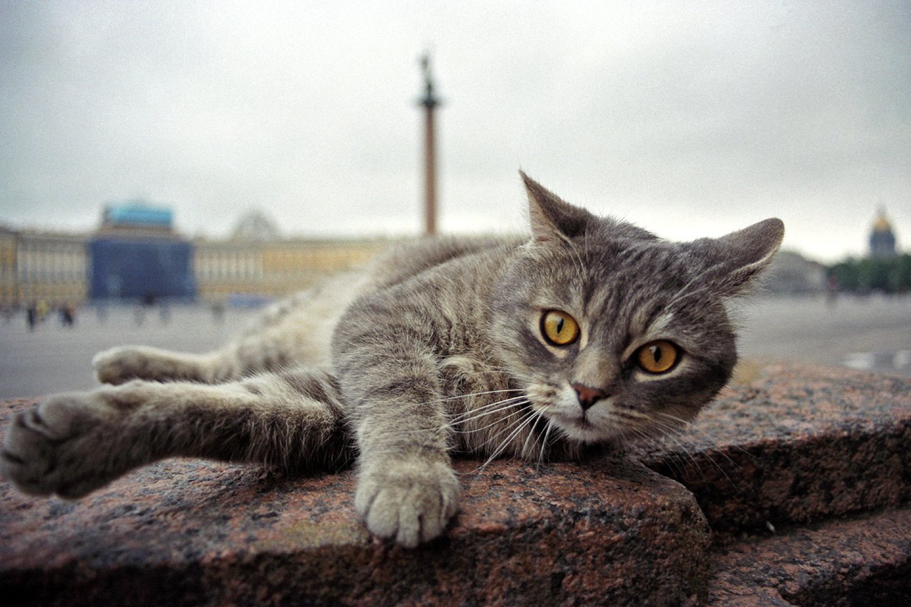 Кот спб. Эрмитажные коты. Петербургская кошка. Коты Питера. Город кошек.