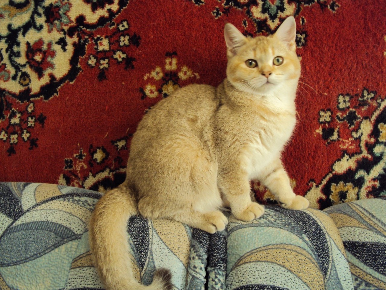 Кошка мурманская - 63 фото