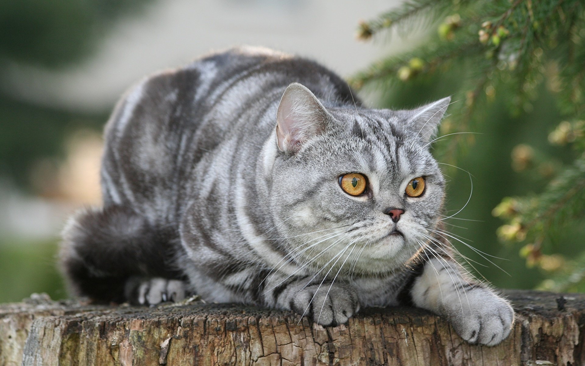 Серая полосатая британская кошка - 59 фото