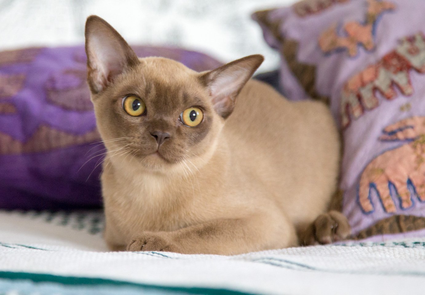 Бурманская кошка шоколадная. Бурма кошка. Бурманская кошка европейская. Бурманская кошка европейская Соболиная. Кошка Ориентал Бурманская.