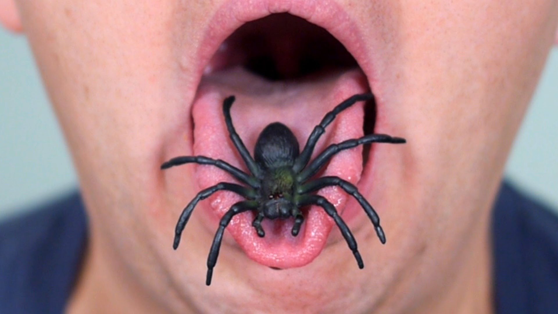 Домашние пауки кусаются. Сиднейский воронковый паук укус.