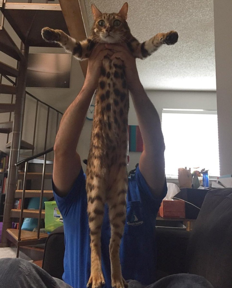 Кошка с длинными лапами