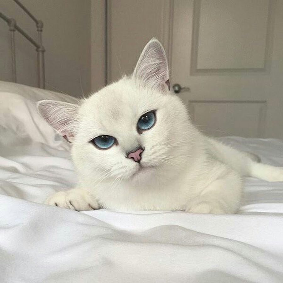 Британская голубоглазая кошка