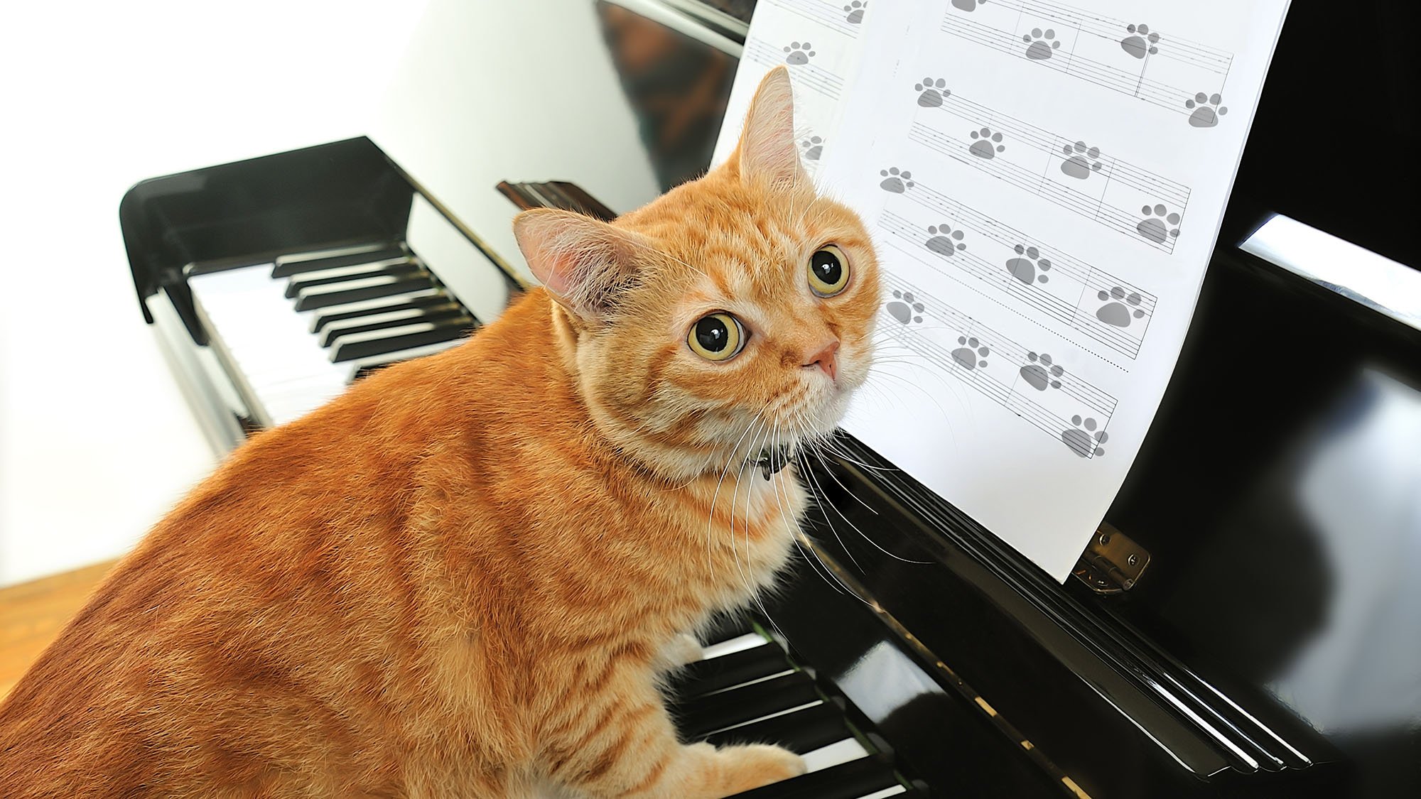 Пение животных. Кот-музыкант. Кошка на пианино. Музыкальный кот. Котик поет.
