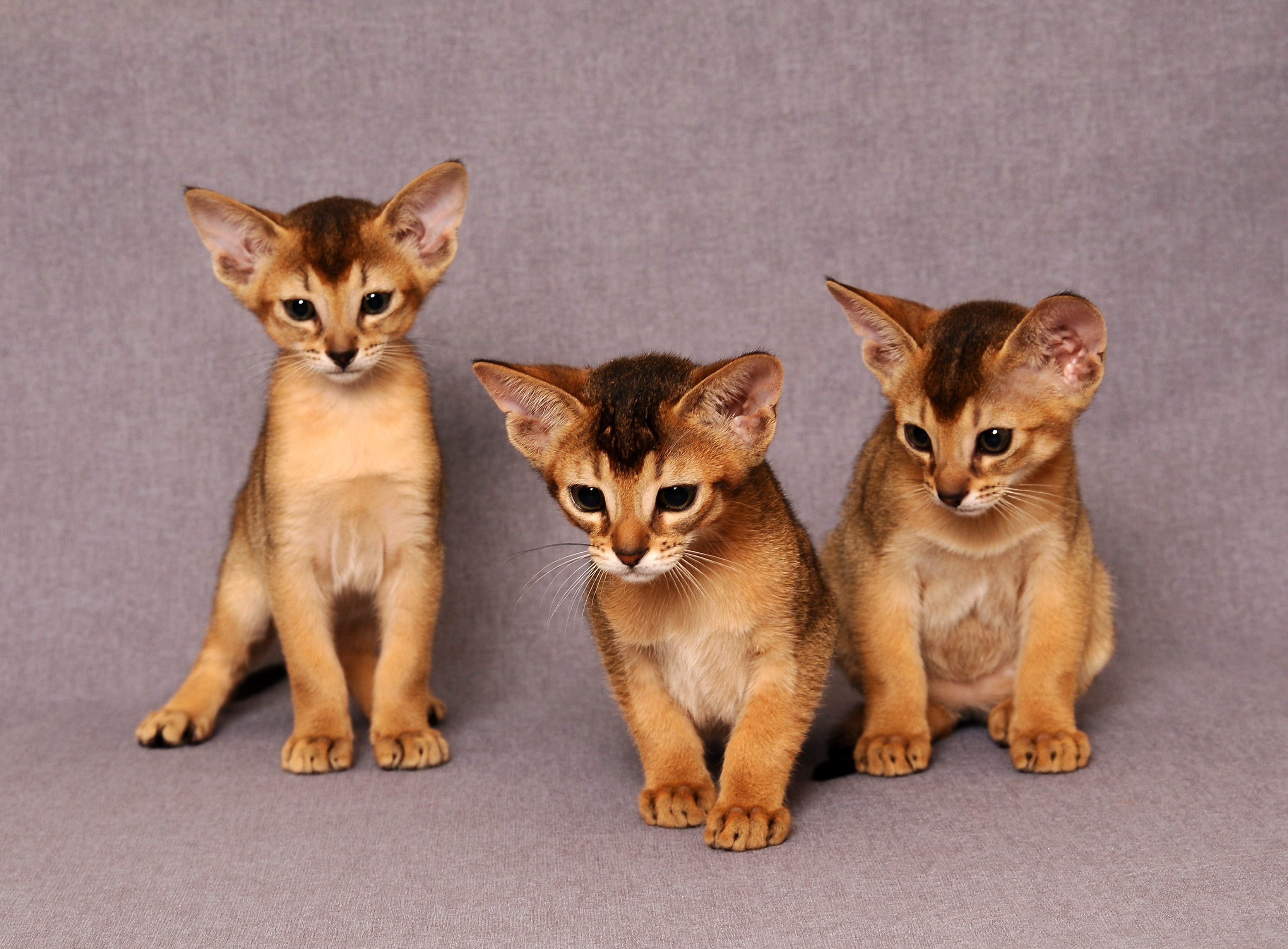 Рассмотрите фотографию кошки породы абиссинская. Абиссинская кошка. Порода кошек абиссинец. Абиссинская кошка котёнок. Абиссинские котята.