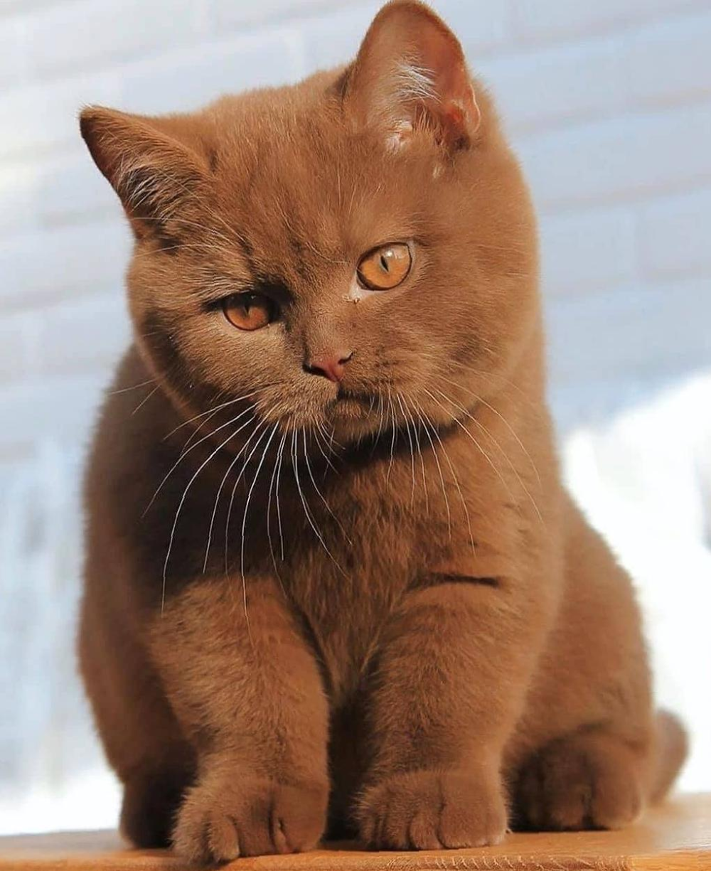 Циннамон кошка - 65 фото