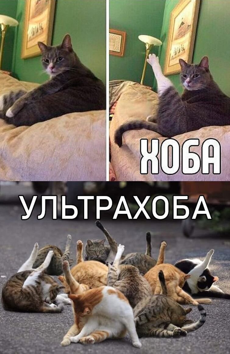 Хоббой. Хоба. Коты хоба. Хоба Мем. Хоба у котов.