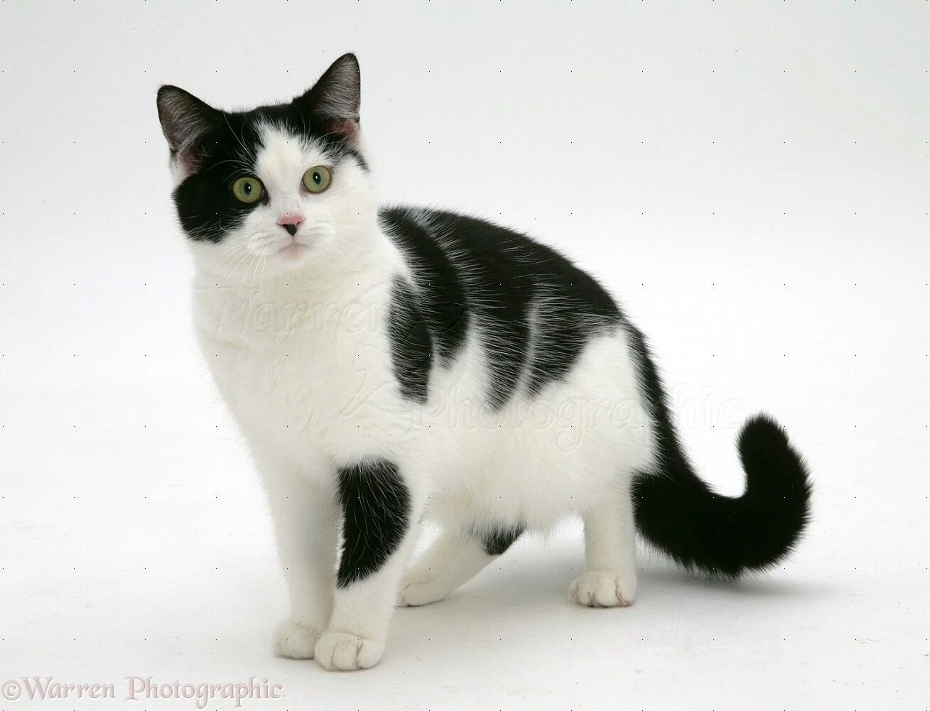 Черно белый окрас кошки - 65 фото