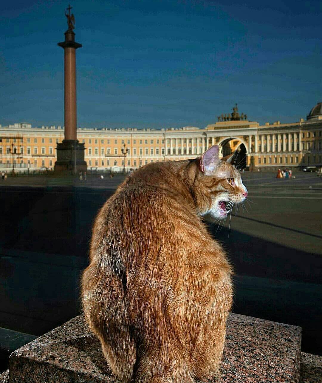 Кошки спб