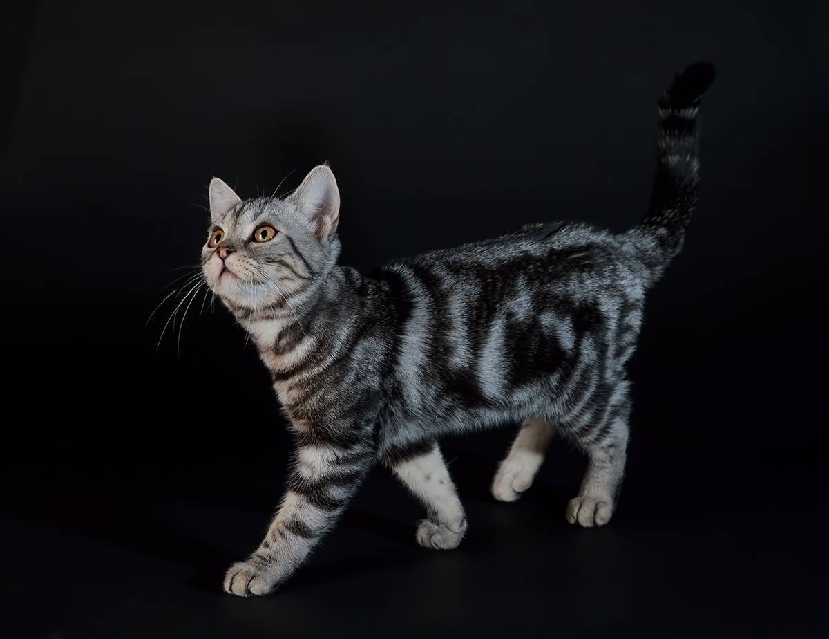 Черная американская короткошерстная кошка - 58 фото