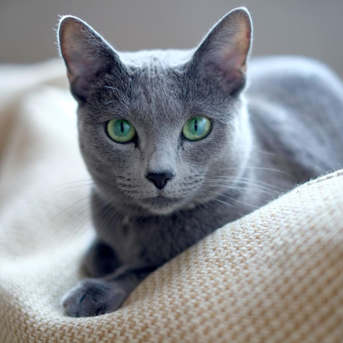Серая с голубыми глазами кошка порода