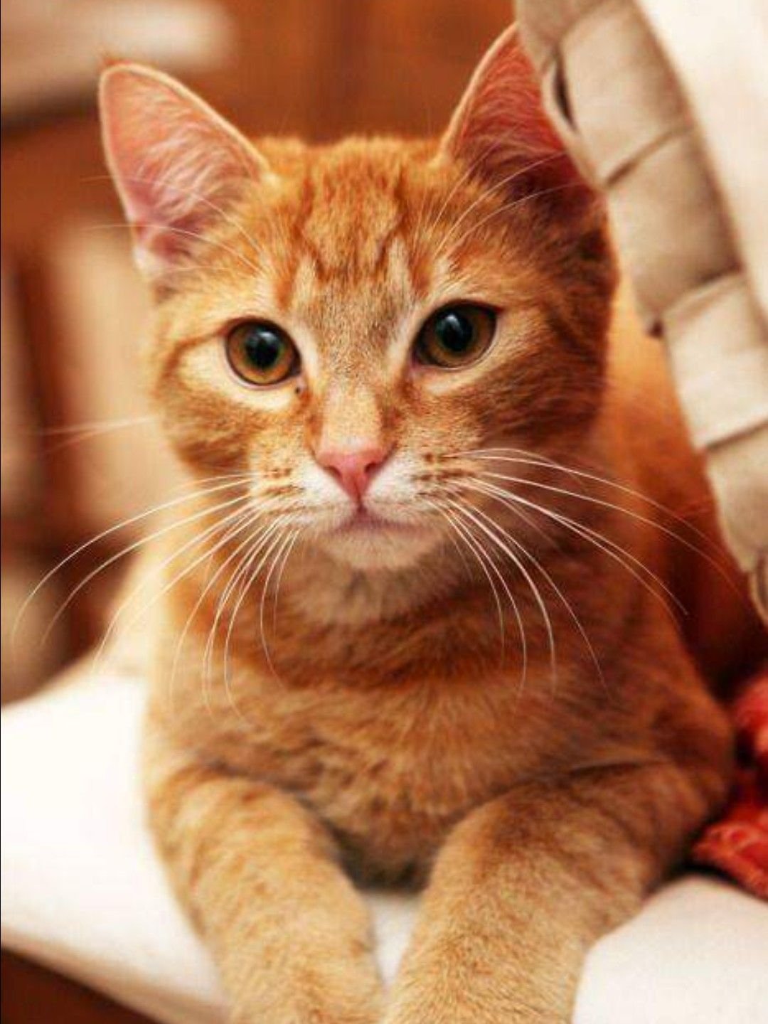 Породы кошек рыжие короткошерстные