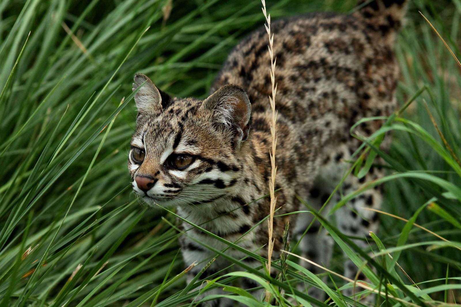 Маргаи кошки. Онцилла тигровая кошка. Онцилла (leopardus tigrinus). Дикая кошка Оцелот Южной Америки. Оцелот, онцилла, Маргай.