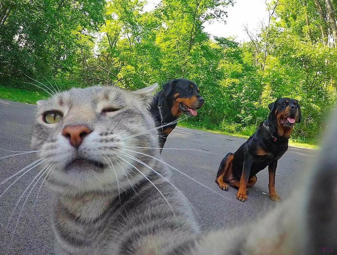 Самые смешные животные кошки и собаки - 68 фото