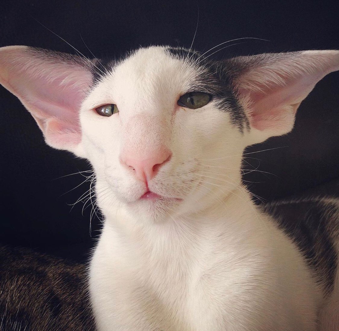 кошка с длинными ушами и вытянутой мордой