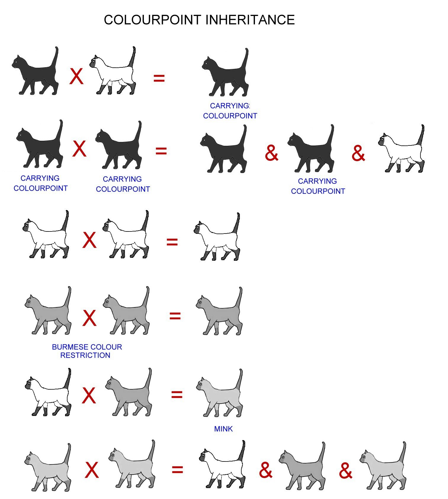 Цвета окраса кошек. Табби окрас кошек генетика. Окрас кошек табби схема. Генетика окраса котов. Породы кошек таблица.