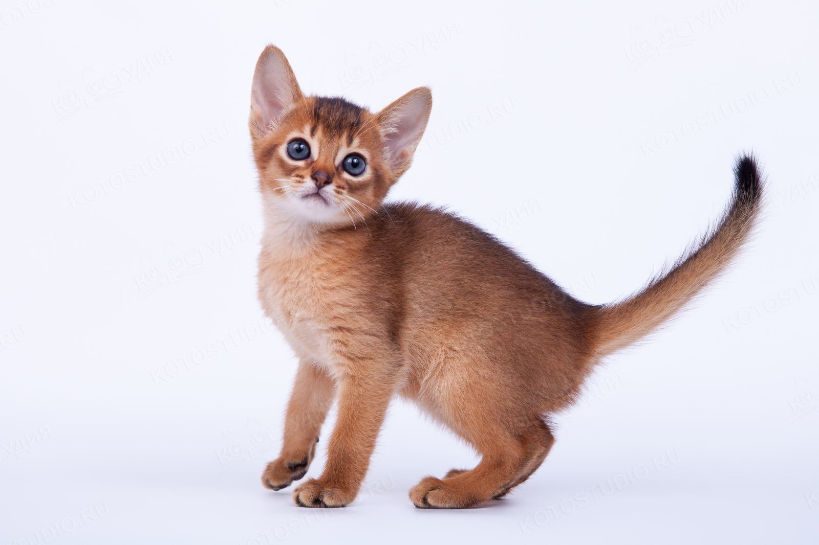 Абиссинская кошка. Кот породы абиссинец. Абиссинская кошка котёнок. Котята Абиссинской породы.