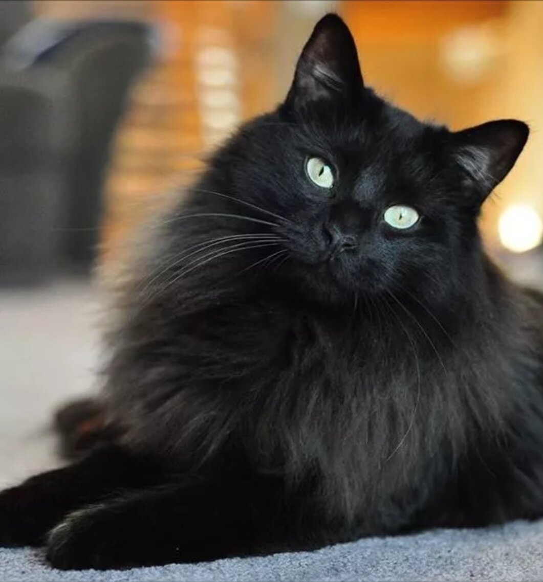 Пушистая черная кошка порода - 61 фото