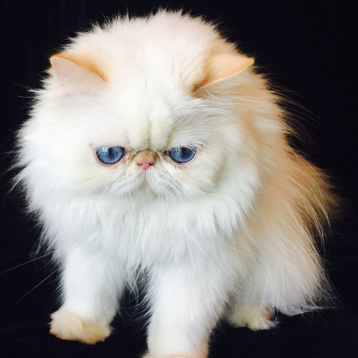 Экзотическая персидская кошка