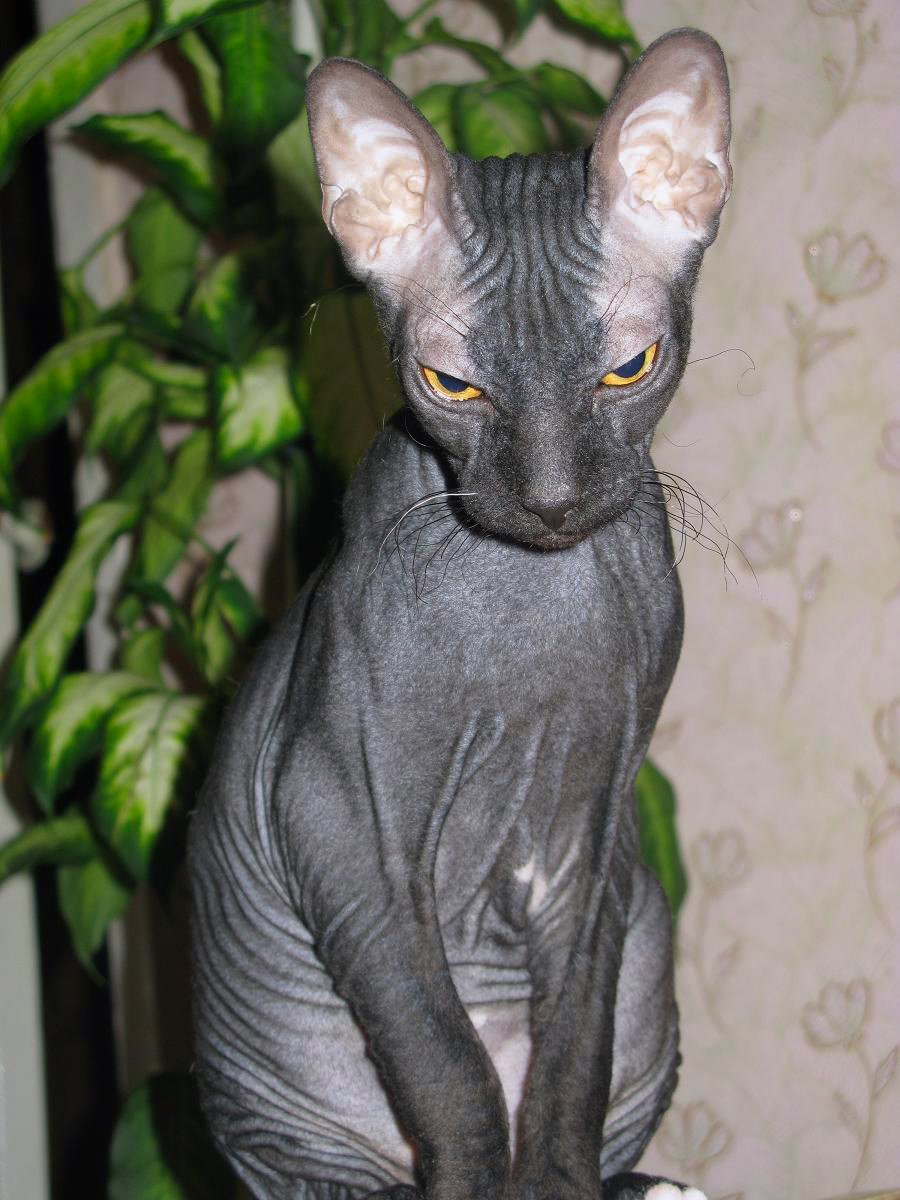 Велюровая кошка сфинкс - 67 фото