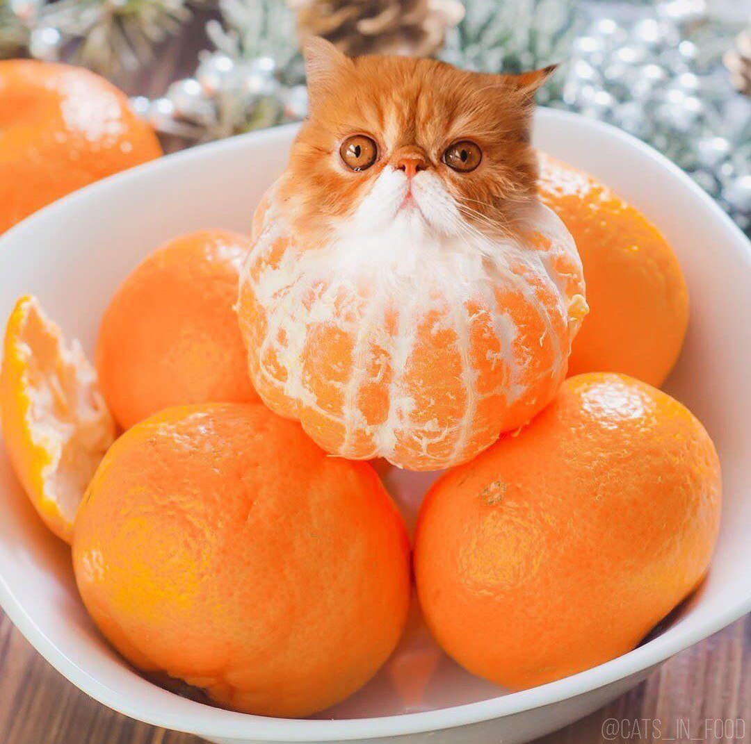 кот апельсин