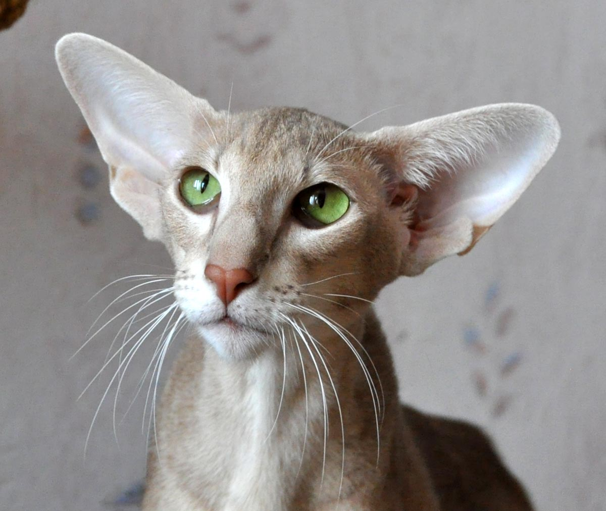 Порода кошек с огромными ушами