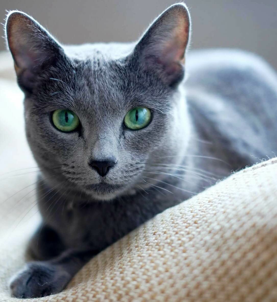 Серая кошка с зелеными глазами порода