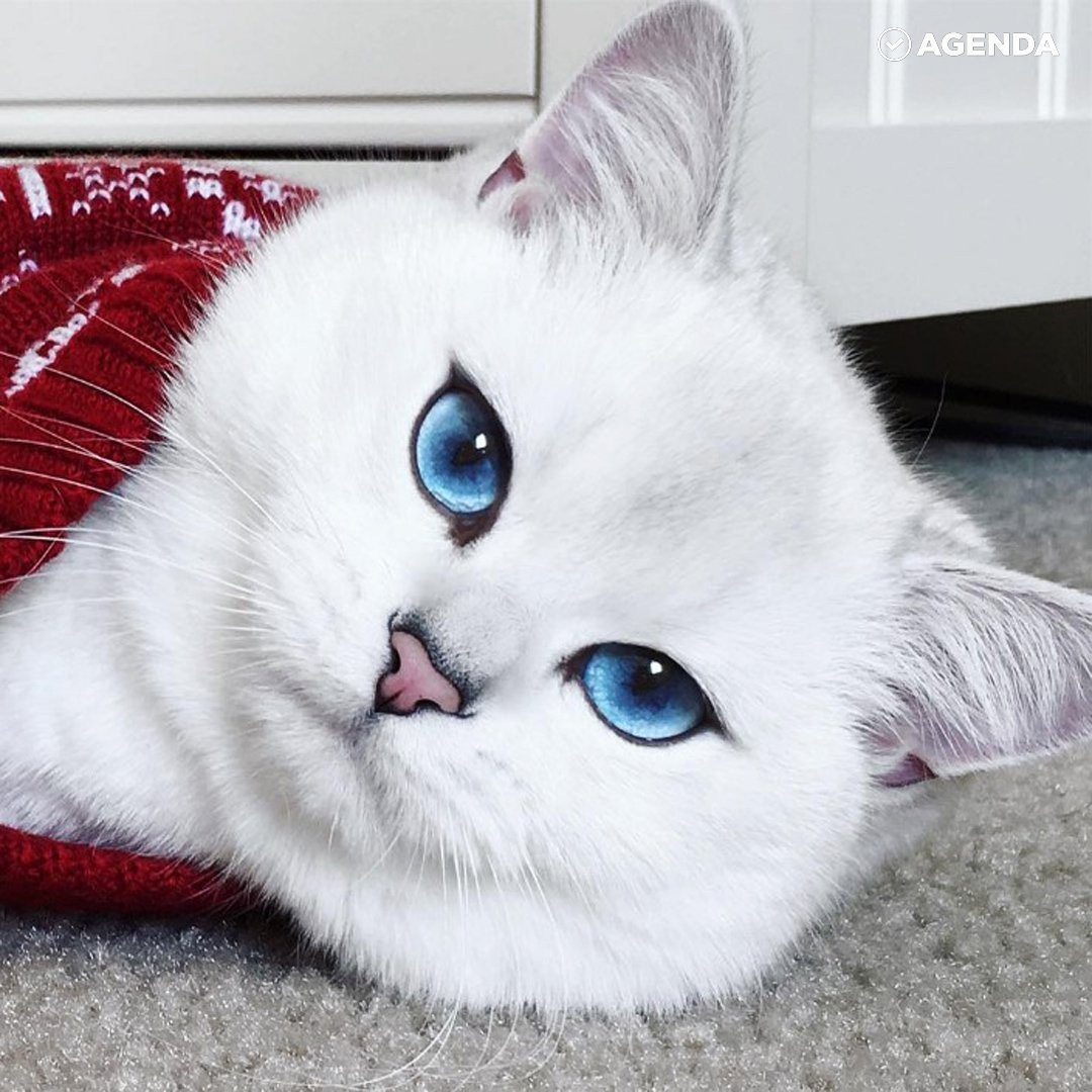 Белая с синими глазами кошка