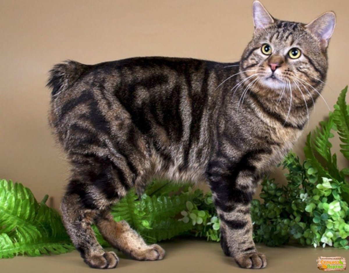 Камчатский бобтейл кошка