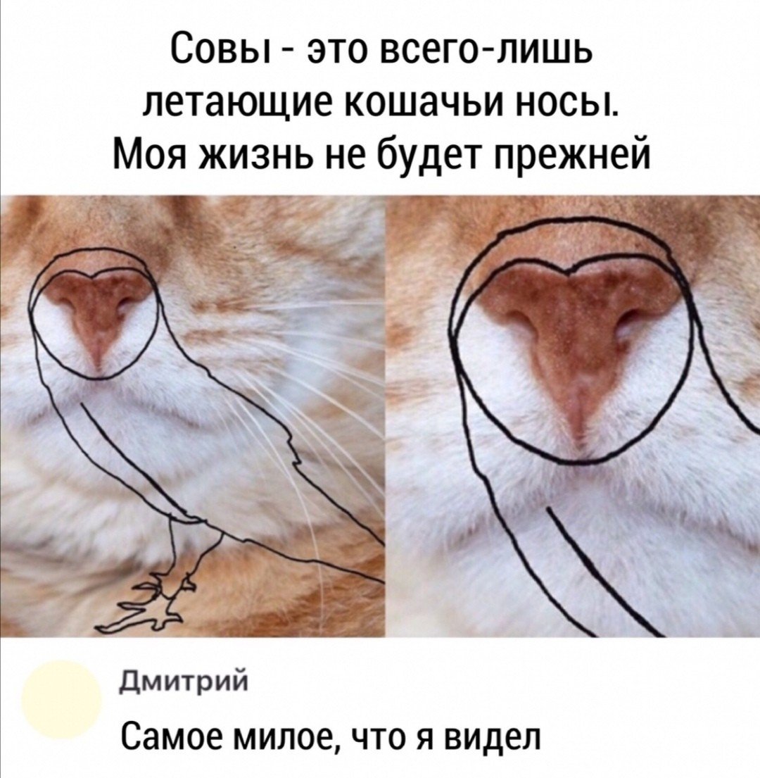 Кошка ест нос. Нос кота. Кошачий носик. Нос кота Сова. Кошачий нос похож на сову.