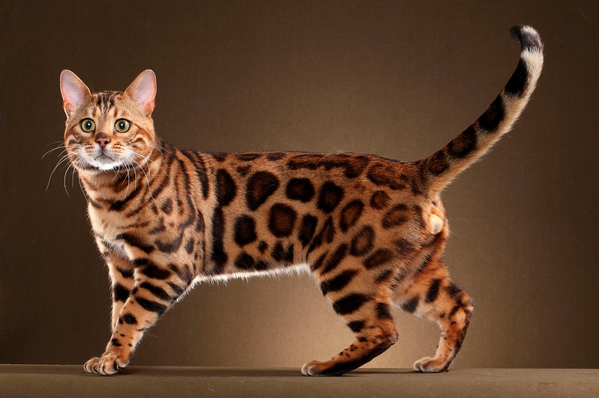 Порода кошек с окрасом леопарда