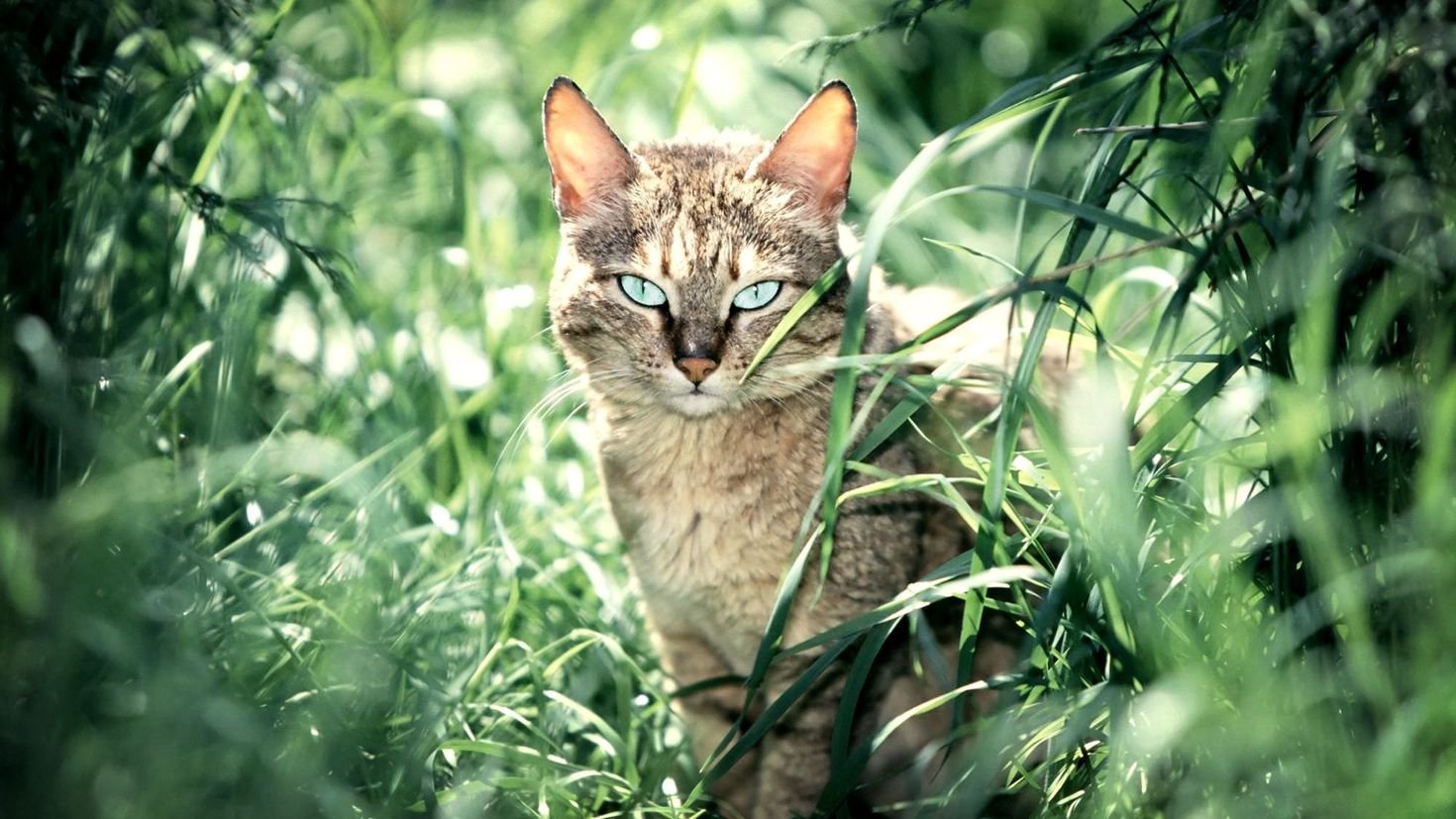 Кошки на природе - 59 фото