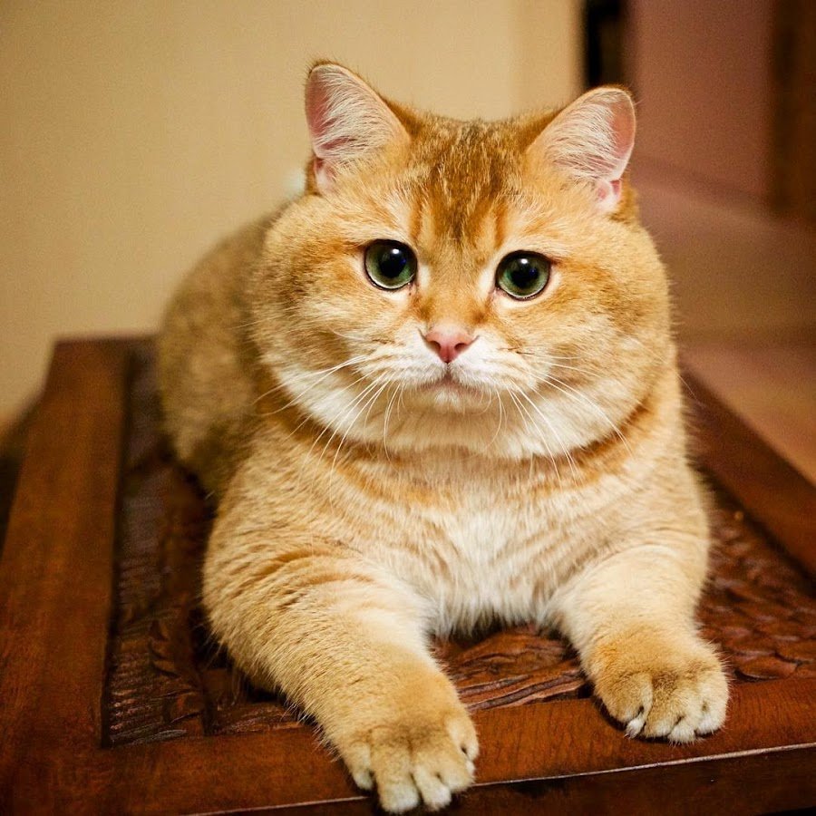 Британка кошка рыжая - 69 фото