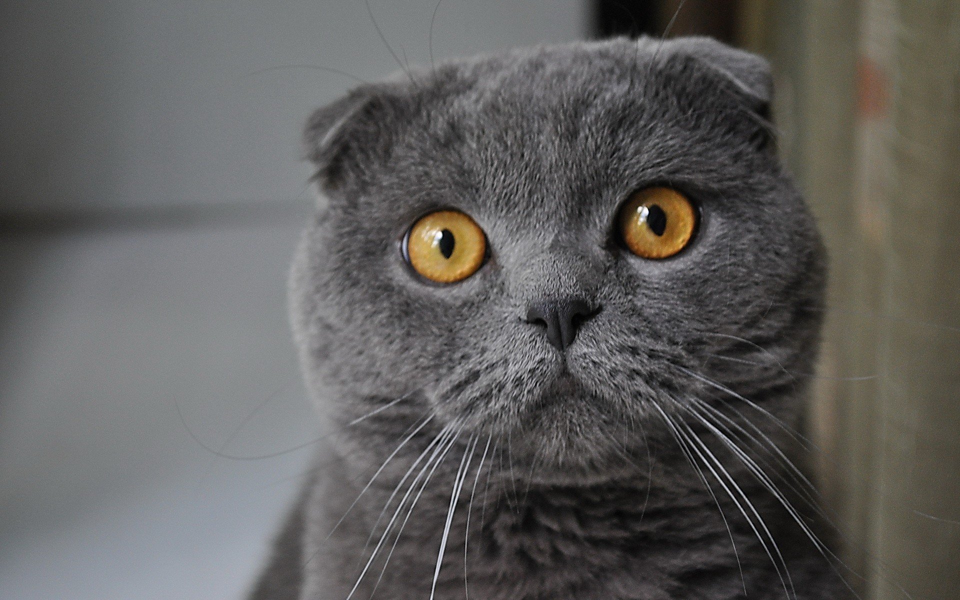 Серая вислоухая кошка с желтыми глазами - 54 фото