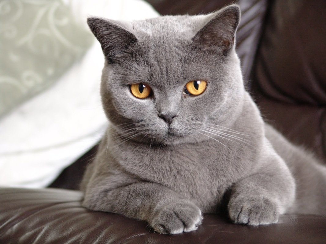 Порода кошек британская короткошерстная прямоухая