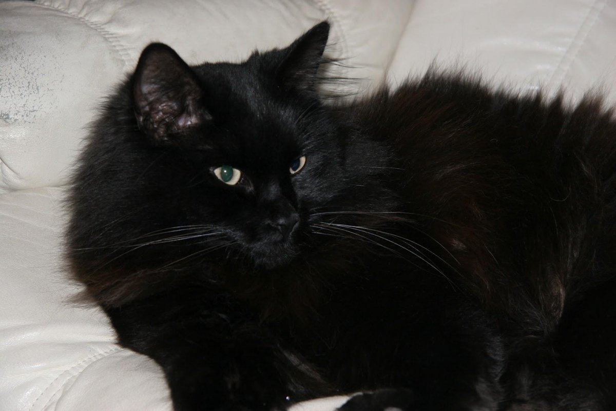 Черная кошка с серым подшерстком