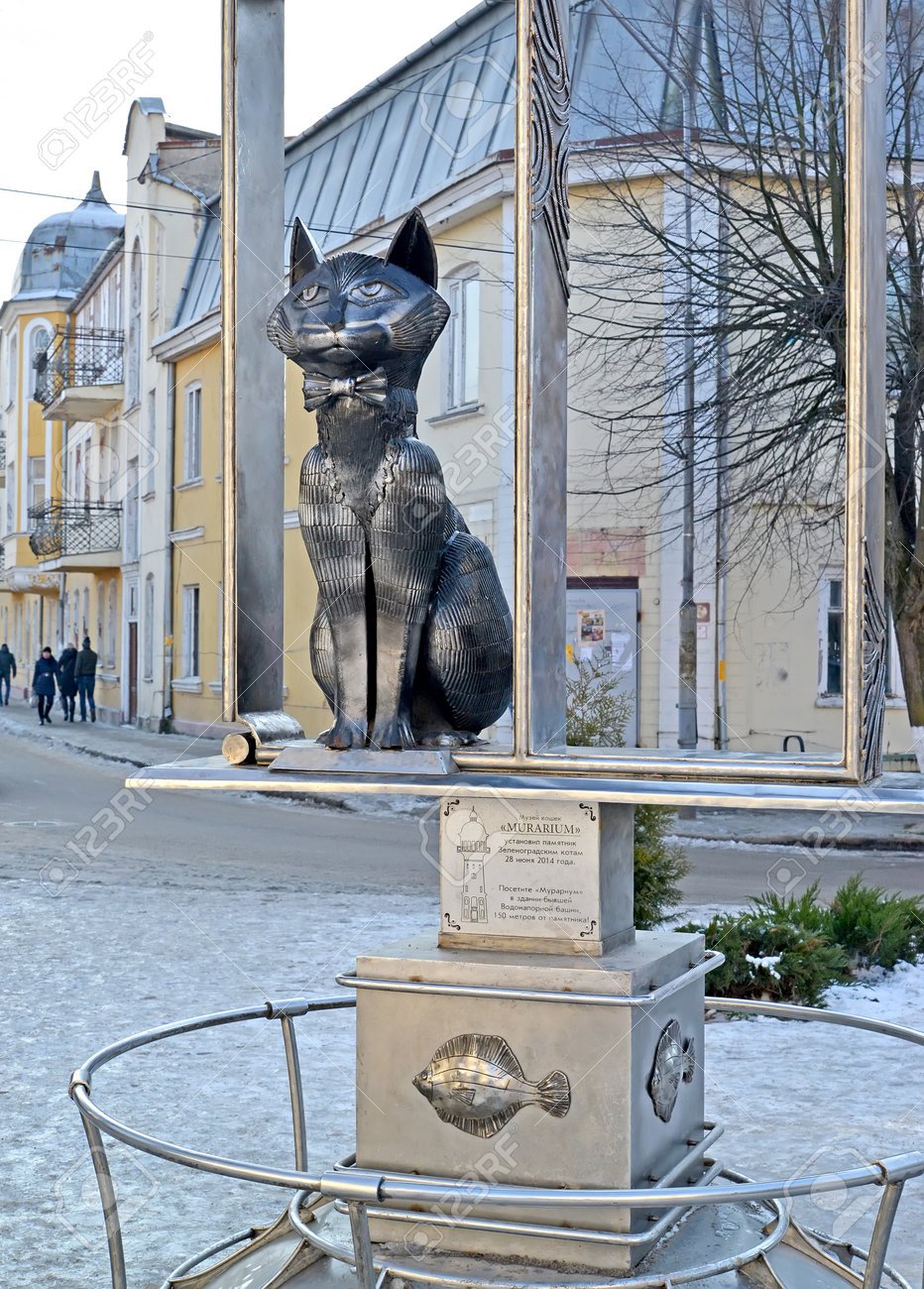 Кошки в зеленоградске - 64 фото