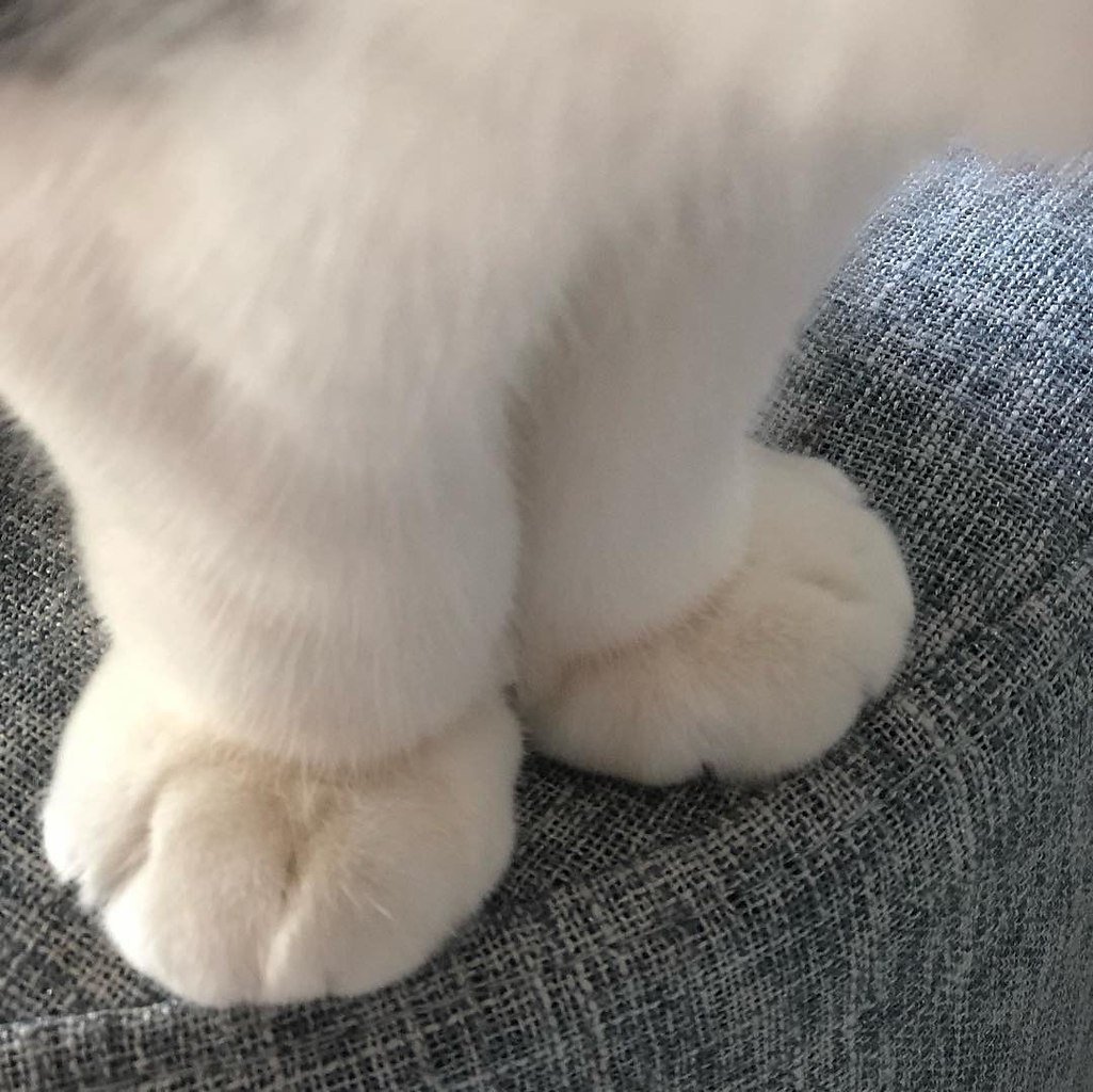 Кошка с колючими лапками