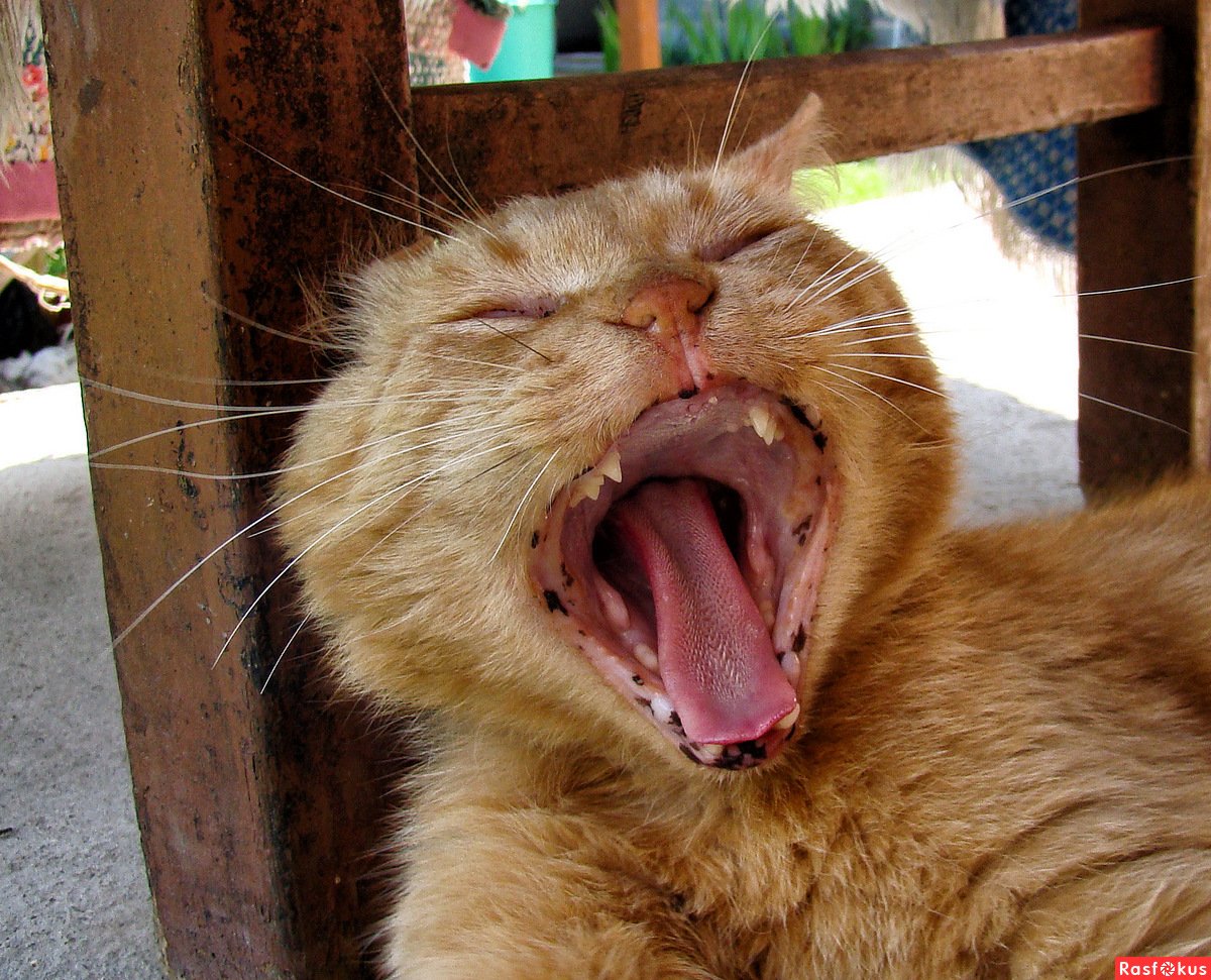 Кошка без зубов. Кальцивироз (эозинофильная гранулема). Беззубый кот. Беззубый кот улыбается.