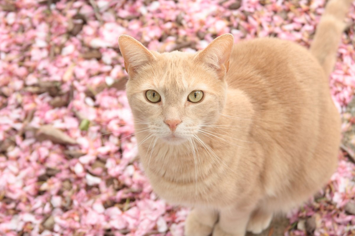 Британская кошка персикового окраса