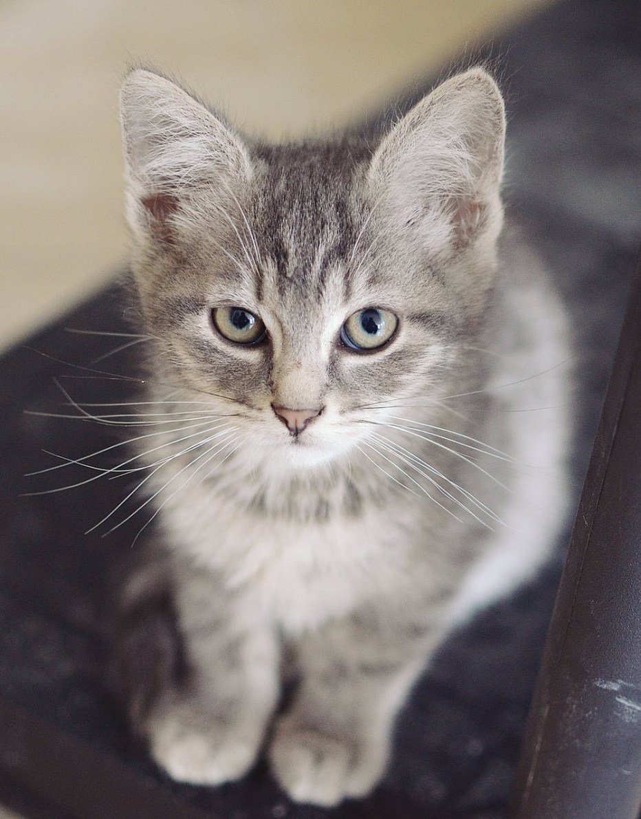 Кошки бело серого окраса. Сибирский кот гладкошерстный. Сибирская кошка короткошерстная. Сибирский кот гладкошерстный серый. Европейский короткошерстный кот серый.